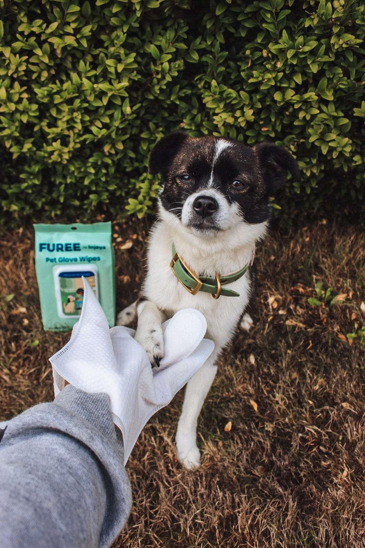 Pet Glove Wipes by Scarlet Max | Buy at Pawport
