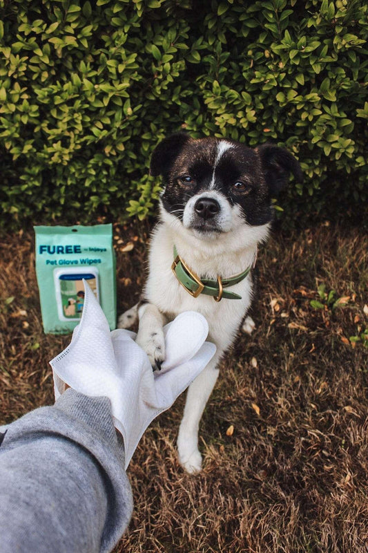 Pet Glove Wipes by Scarlet Max | Buy at Pawport