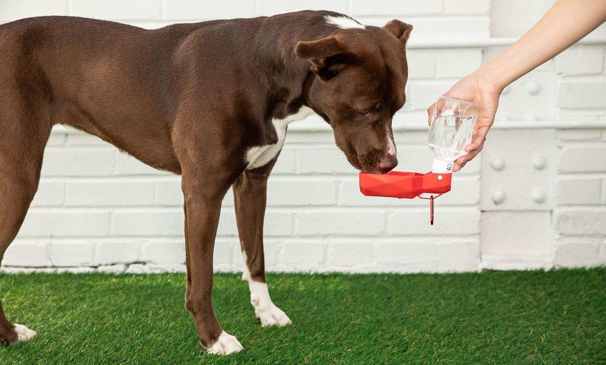 Water Bottle by Beige Antigone | Buy at Pawport