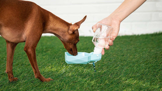 Water Bottle by Beige Antigone | Buy at Pawport