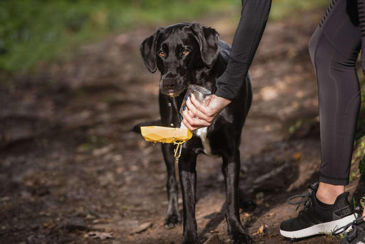 Water Bottle by Beige Antigone | Buy at Pawport